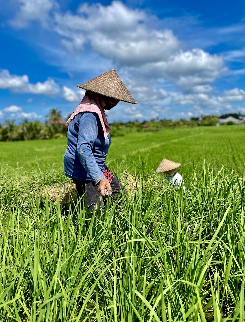 Rice Fields in Bali, Indonesia